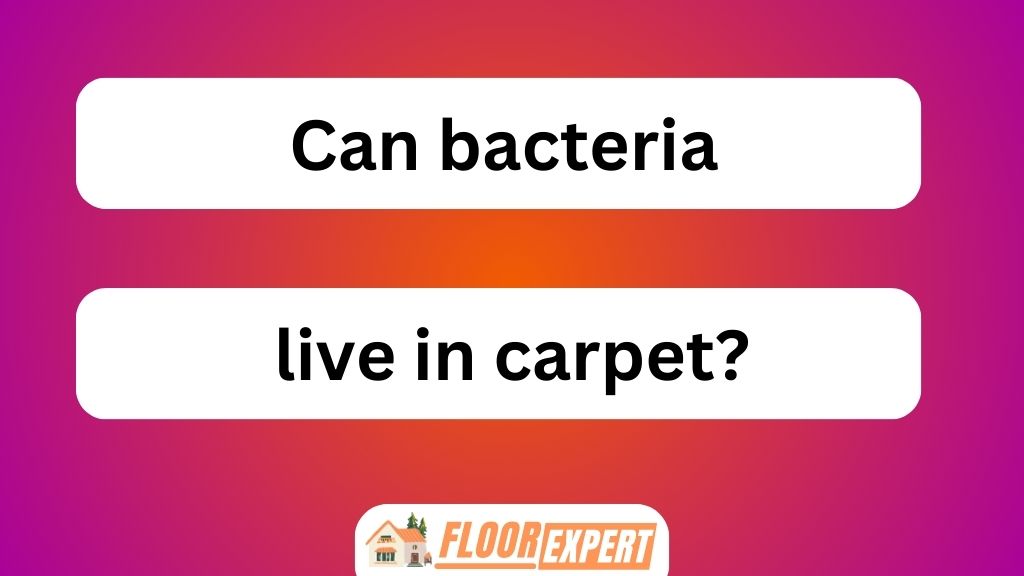 Can Bacteria Live in Carpet