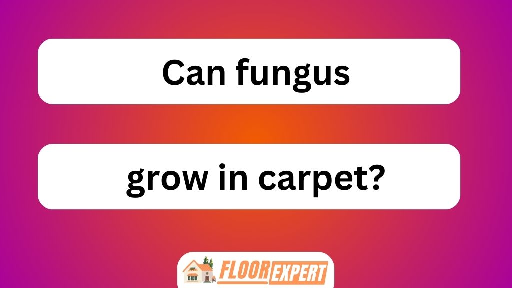 Can Fungus Grow in Carpet