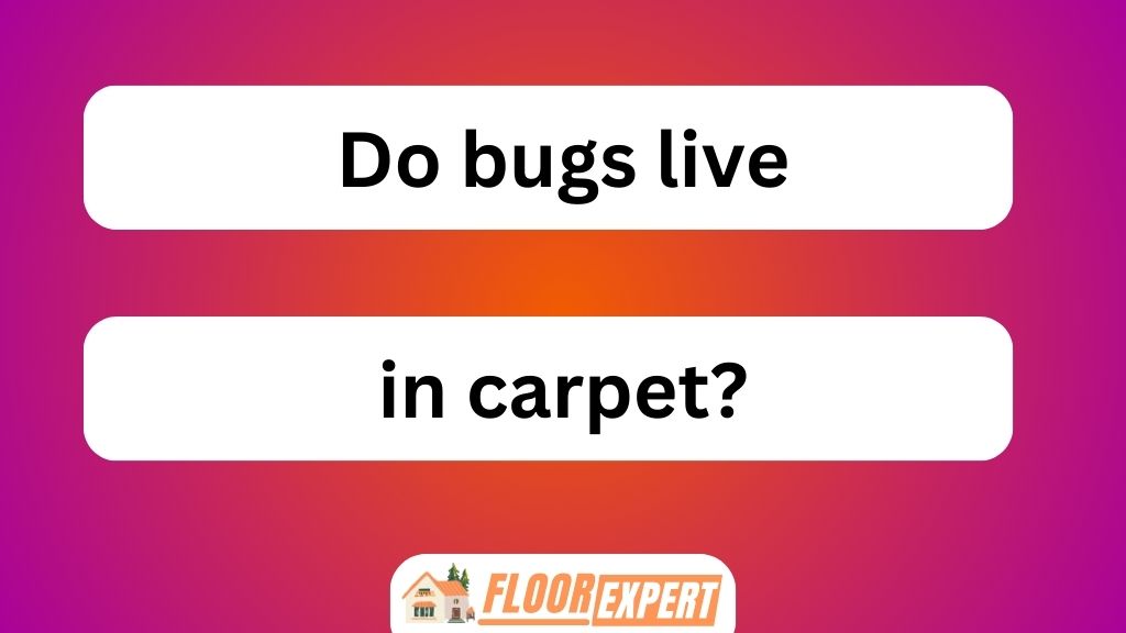 Do Bugs Live in Carpet